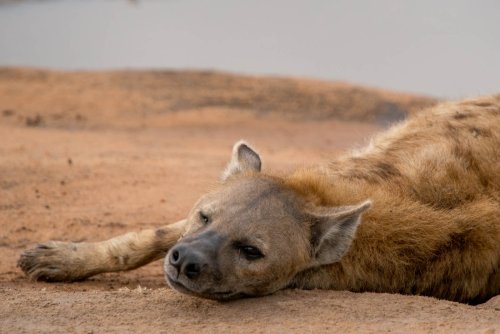 kenya 22 20141116 1985717149