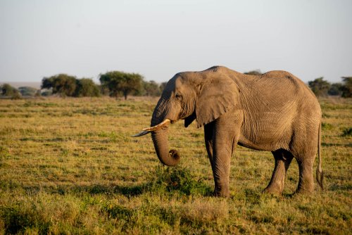 tanzania 27 20200322 1892771669