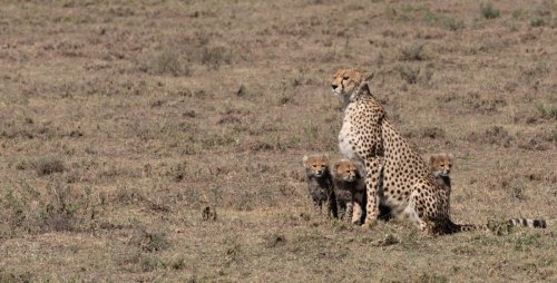 tanzania 29 20200322 1199373774