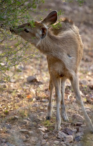 ranthambhore 10 20140510 1655418932