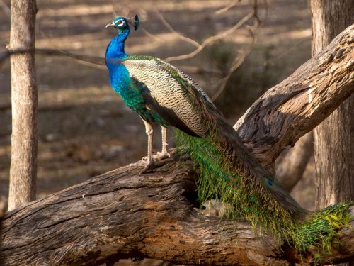 ranthambhore 12 20140510 1993588769