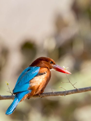 ranthambhore 13 20140510 1919463895