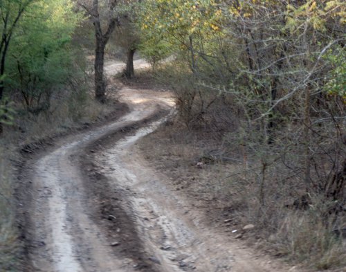 ranthambhore 3 20140510 1895359125
