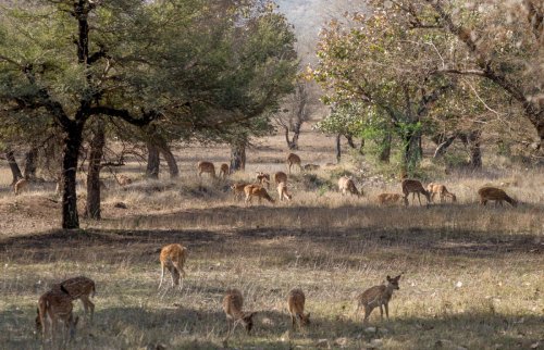 ranthambhore 6 20140510 1619171696
