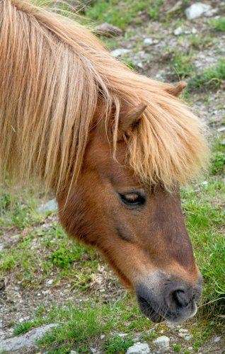 chamois