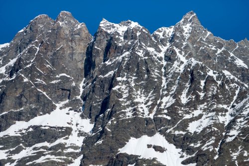 chamois
