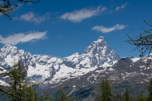 chamois